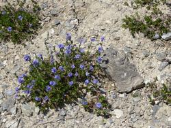 Click to see big picture (1024x768 pixels; 248 KB)