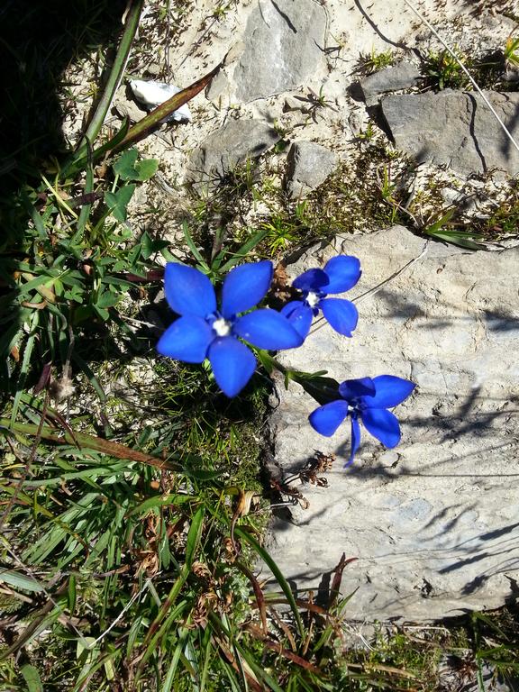 {Clic pour voir plus grand}