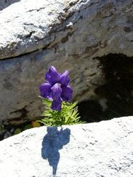 Click to see big picture (576x768 pixels; 79 KB)