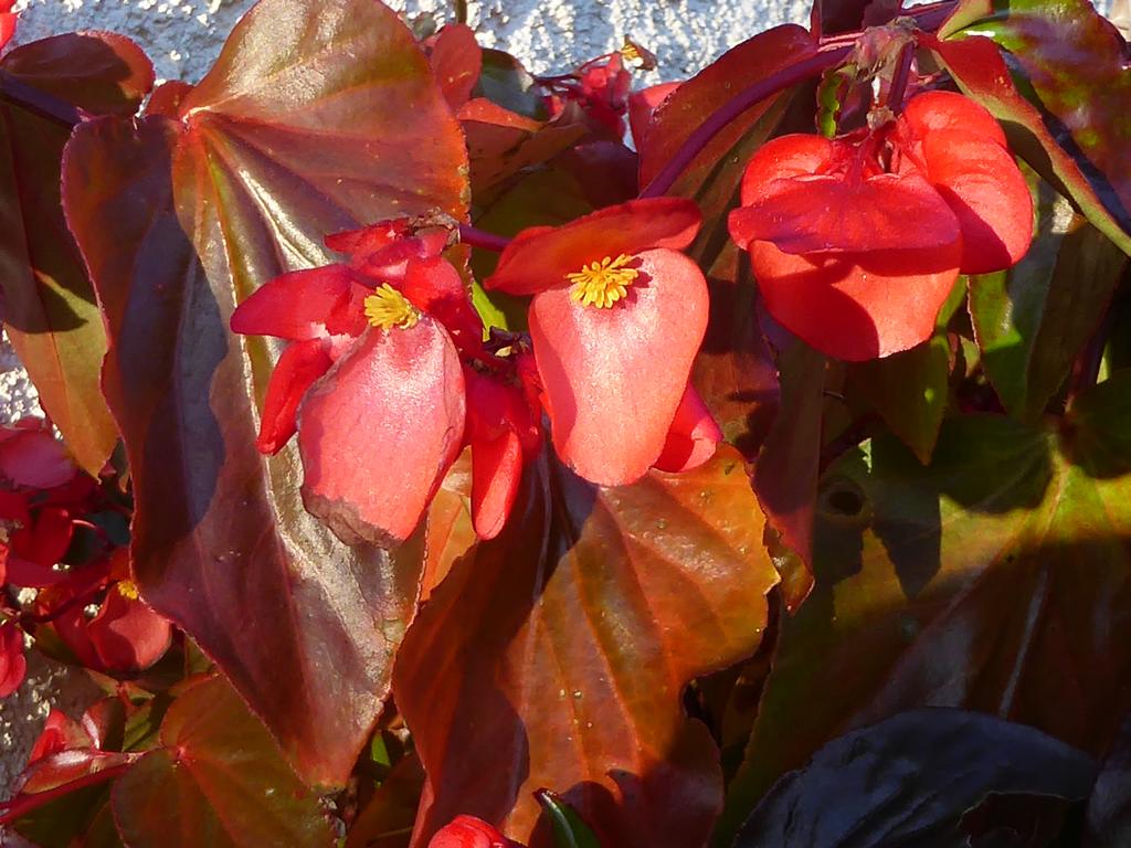 {Clic pour voir plus grand}