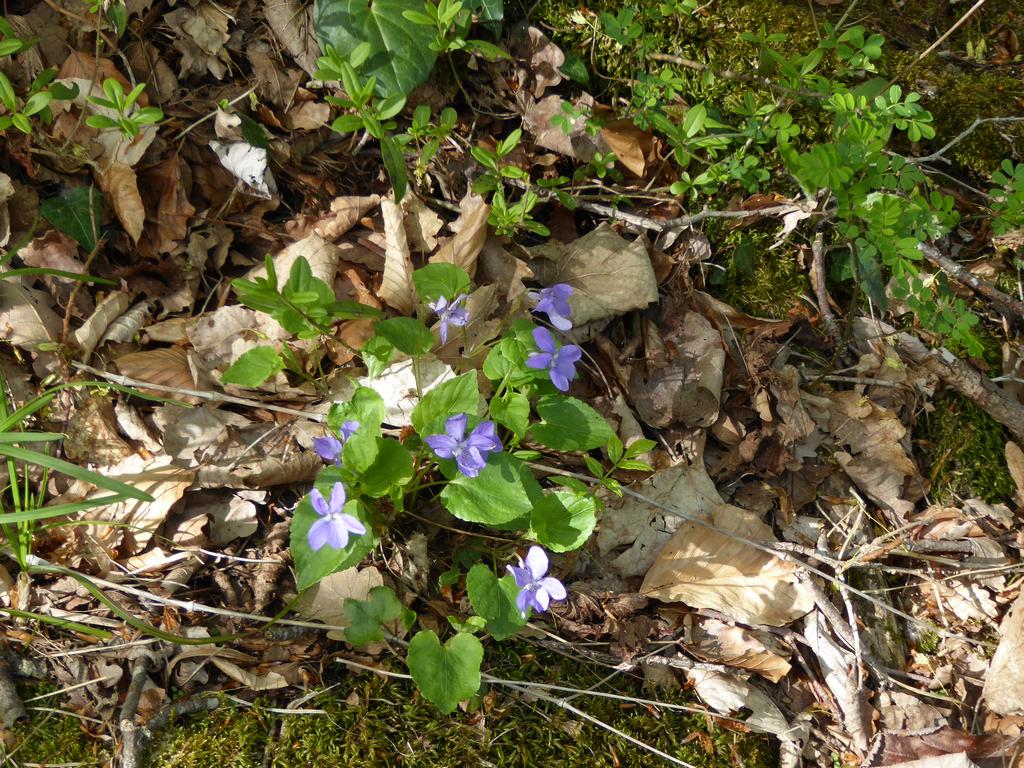 {Clic pour voir plus grand}