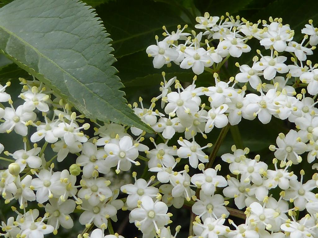 {Clic pour voir plus grand}