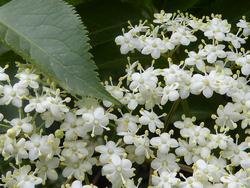 Click to see big picture (1024x768 pixels; 132 KB)