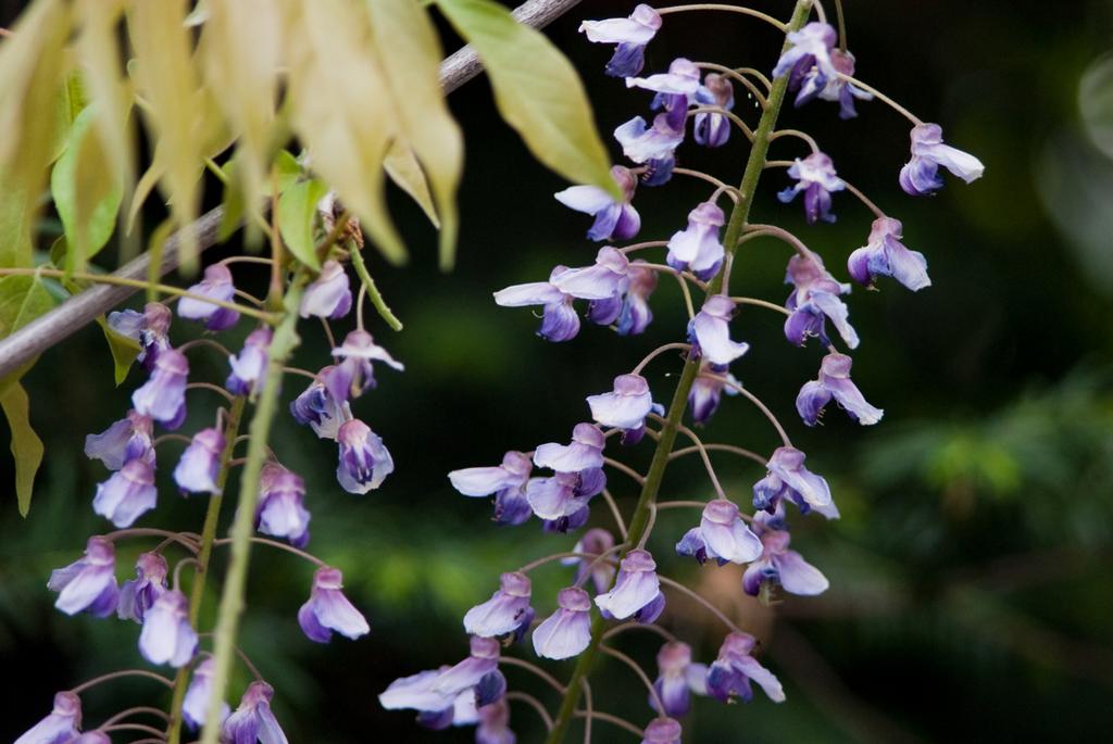 Pour l'image suivante