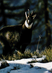 Gemse allein im Wald mit Schnee