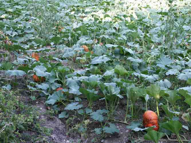 Click to see next picture