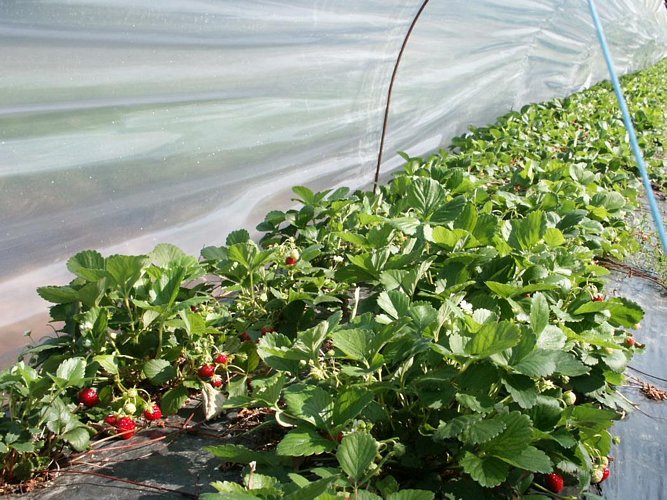 Click to see next picture