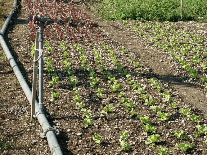 Click to see next picture