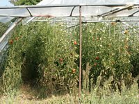 Click to see big picture (667x500 pixels; 151 KB)