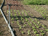 Click to see big picture (667x500 pixels; 189 KB)