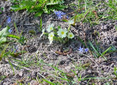 fleurs